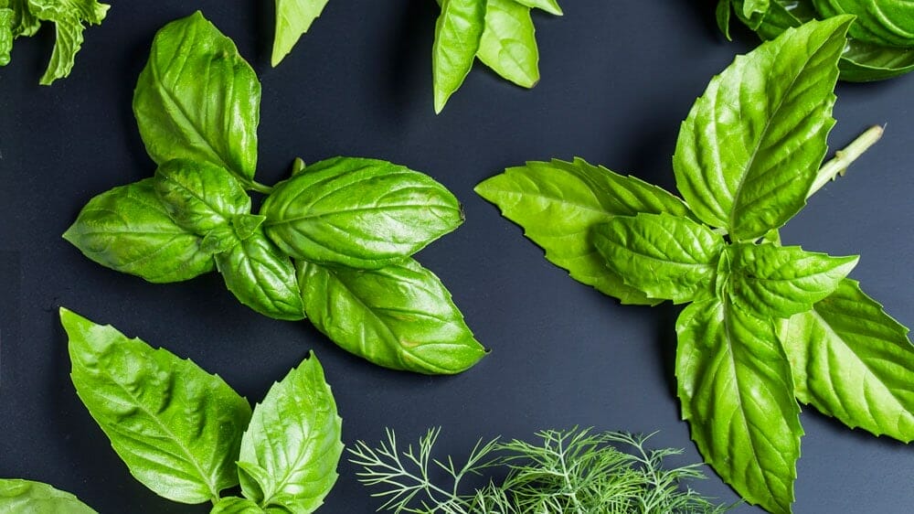 plantes anti cellulite