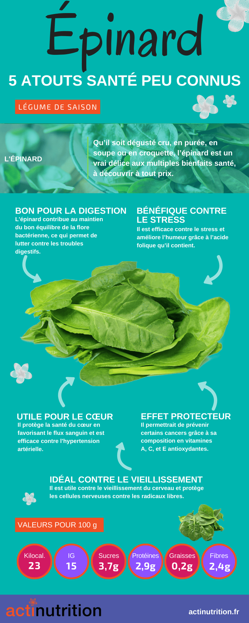 Les bienfaits de l'épinard pour rééquilibrer la flore