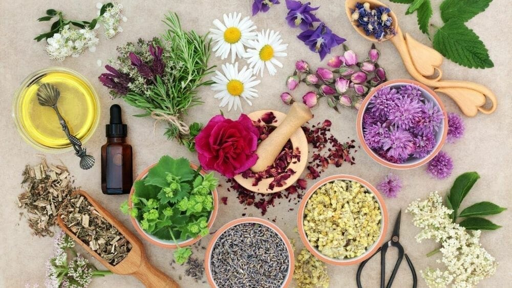 plantes ayurvédiques