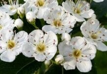 bienfaits de l'aubépine