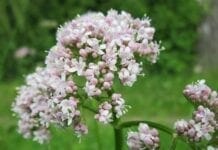 bienfaits de la valériane