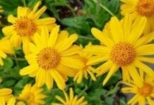 Les bienfaits de l’arnica contre les douleurs bienfaits de l'arnica