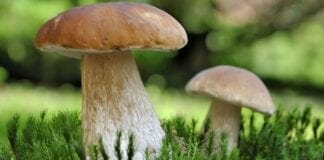 champignons comestibles