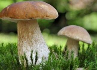 champignons comestibles