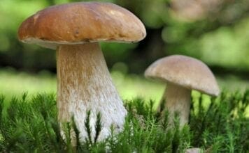 champignons comestibles
