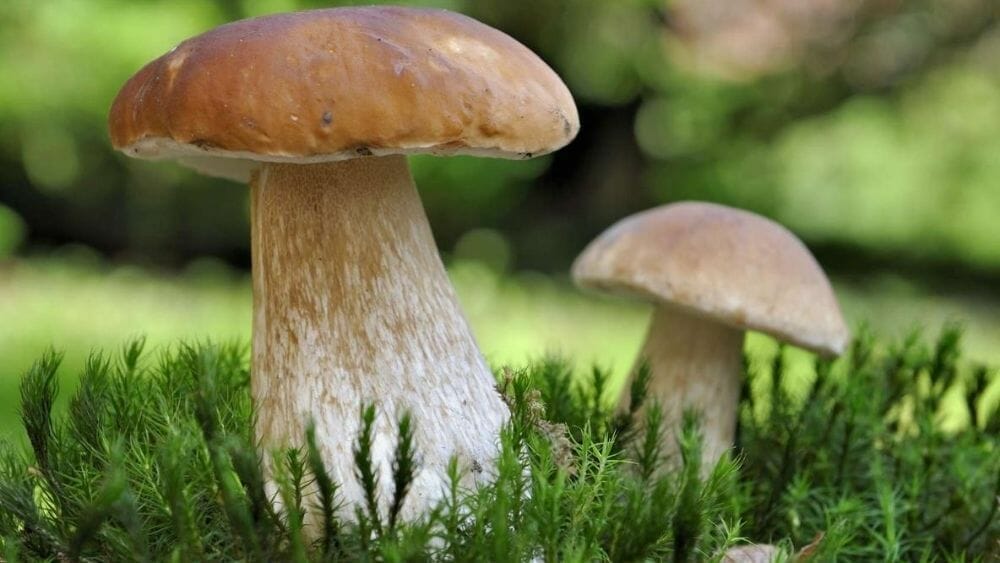 champignons comestibles