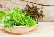 variétés de salades laitue