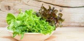 variétés de salades laitue