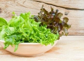 variétés de salades laitue