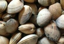 Liste des meilleurs fruits de mer pour la perte de poids – TOP 10 palourdes liste des fruits de mer