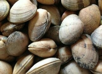 palourdes liste des fruits de mer