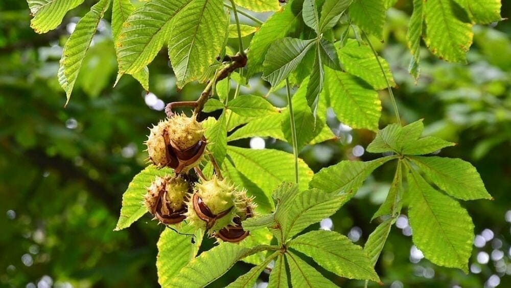 bienfaits du marrionnier d'Inde