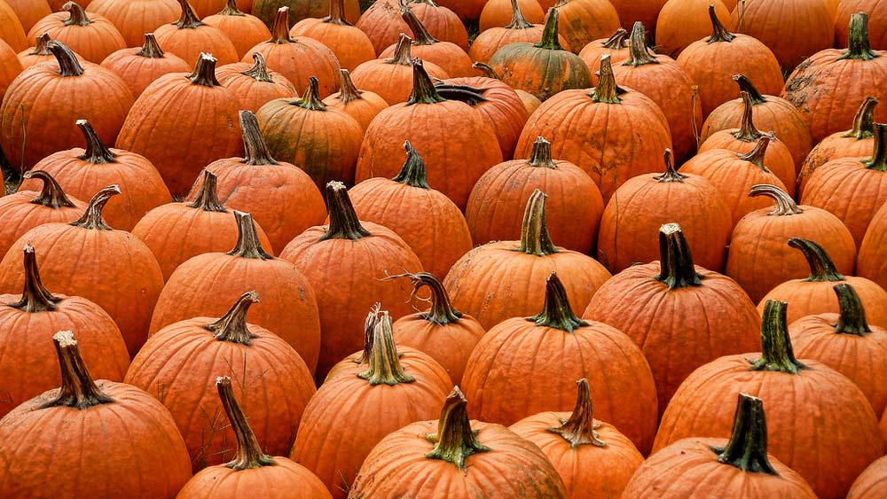 bienfaits du potiron