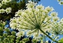 L’angélique, une merveille pour la digestion angélique