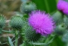 bienfaits du chardon-Marie