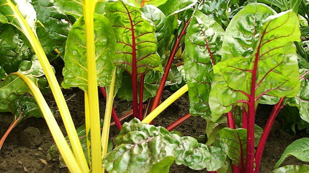 bienfaits de la blette