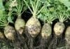 bienfaits du rutabaga