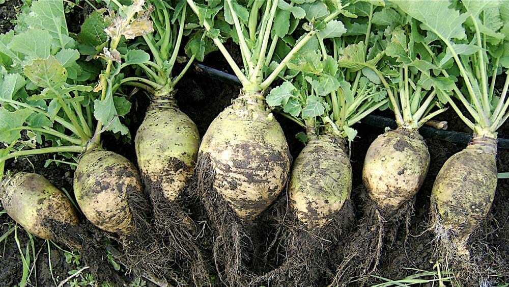 bienfaits du rutabaga