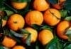 Les bienfaits de la mandarine et de la clémentine