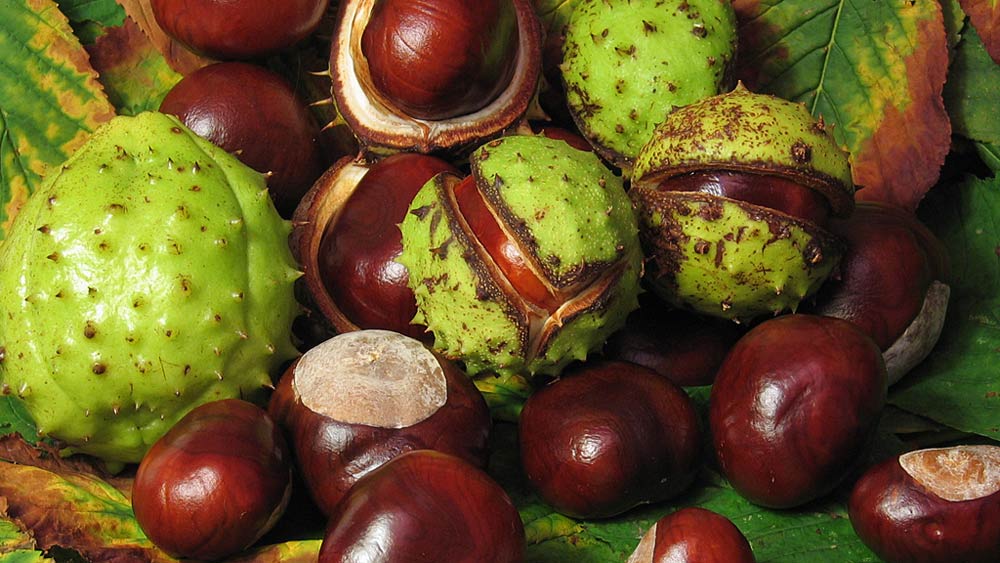 bienfaits du marrionnier d'Inde