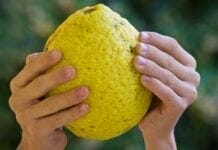 12 agrumes célèbres et… moins connus liste des agrumes