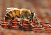 5 merveilleux produits de la ruche à découvrir produits de la ruche