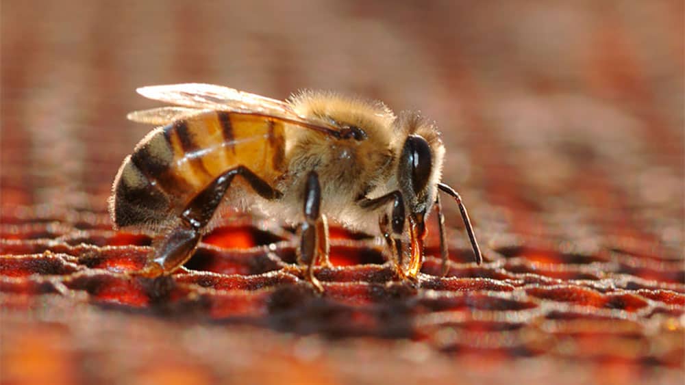 produits de la ruche