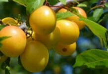 bienfaits de la mirabelle