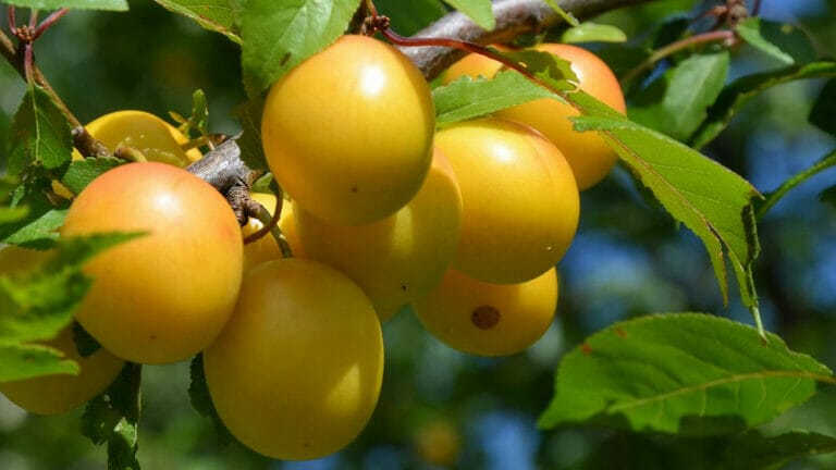 Les bienfaits de la mirabelle, la fierté lorraine  Aujourdhui.com