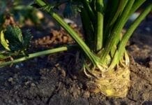 Le céleri-rave, un légume à fort pouvoir antioxydant bienfaits du céleri-rave