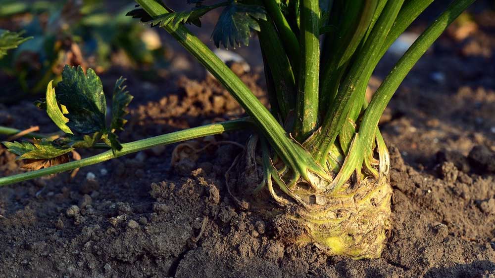 bienfaits du céleri-rave