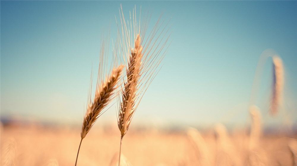 régime sans gluten