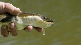 anguille-poissons-gras-1000