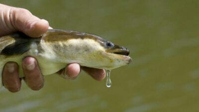 liste des poissons gras : anguille