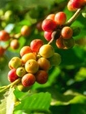 10 plantes brûle-graisses