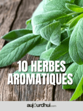 liste des herbes aromatiques