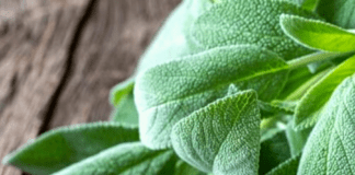 liste des herbes aromatiques