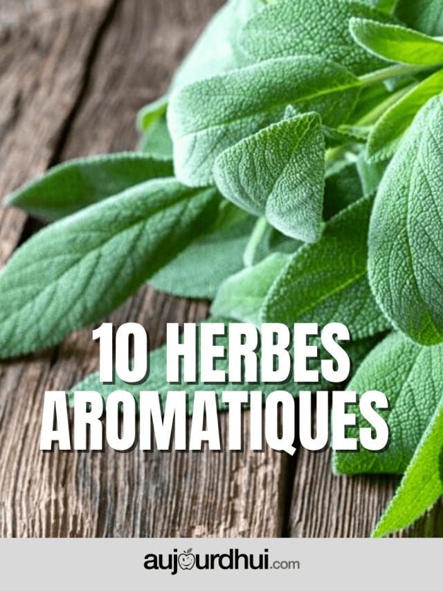 Votre liste des herbes aromatiques