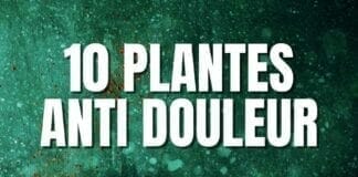 plantes anti douleur