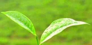 plantes anti fatigue