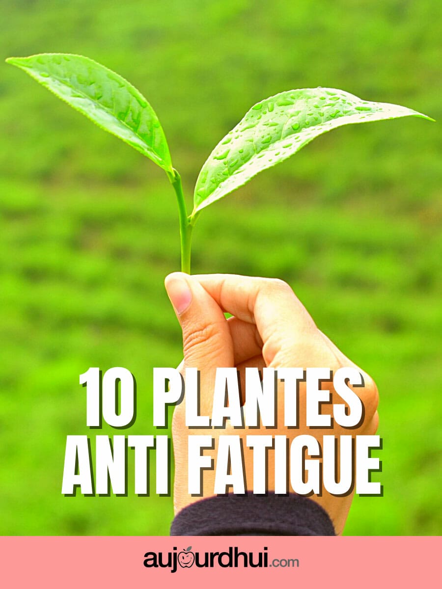 Top 10 des plantes anti fatigue
