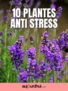 plantes-anti-stress-900