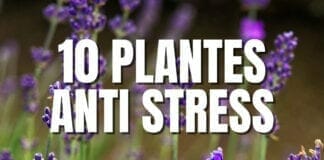 plantes anti stress