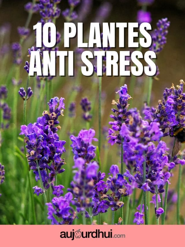 Top 10 des plantes anti stress
