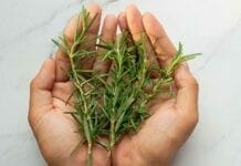 10 plantes détox pour le printemps plantes détox