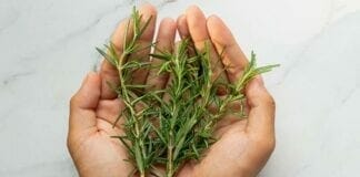 plantes détox
