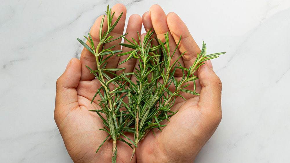 plantes détox