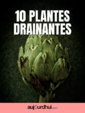 plantes drainantes plantes détox