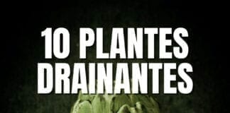 plantes drainantes plantes détox