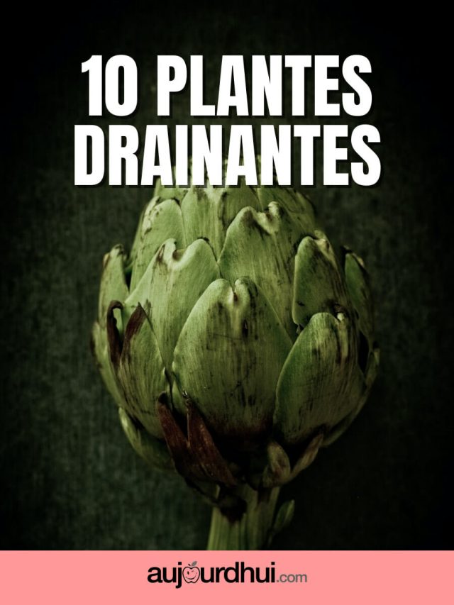 Top 10 des plantes drainantes